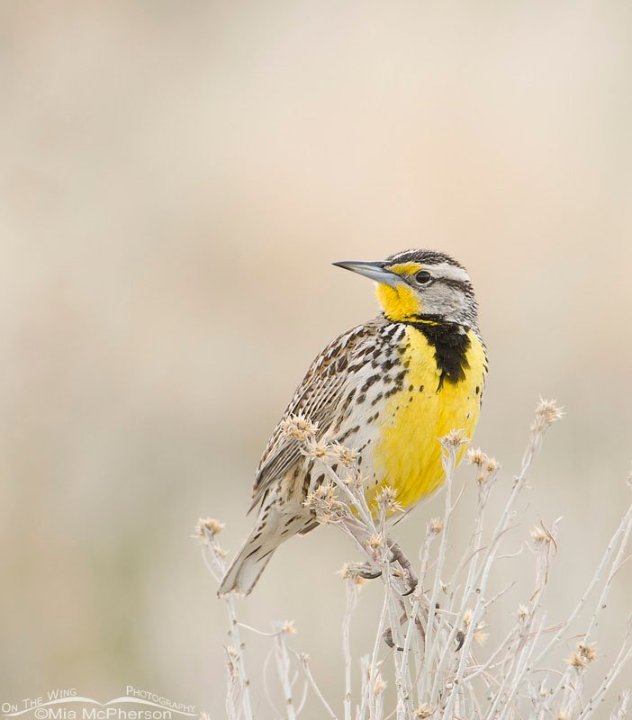 Western Meadowlark profile of bill perched on rabbitbrush, Antelope Island State Park, Davis County, Utah