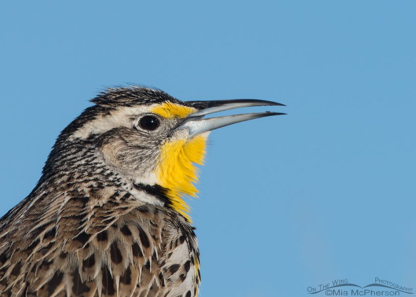 Close up of a singing Western Meadowlark on Antelope Island State Park, Davis County, Utah