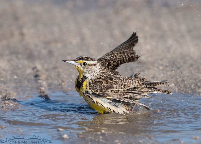 Splashing water and Meadowlark, Antelope Island State Park, Davis County, Utah