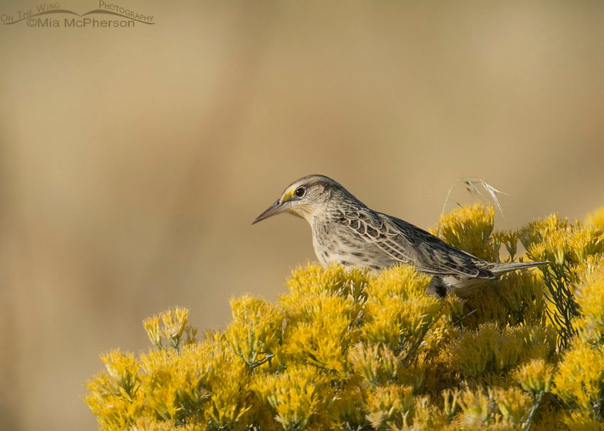Western Meadowlark on blooming rabbitbrush on Antelope Island State Park, Davis County, Utah