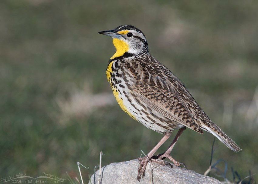Western Meadowlark close up, Antelope Island State Park, Davis County, Utah