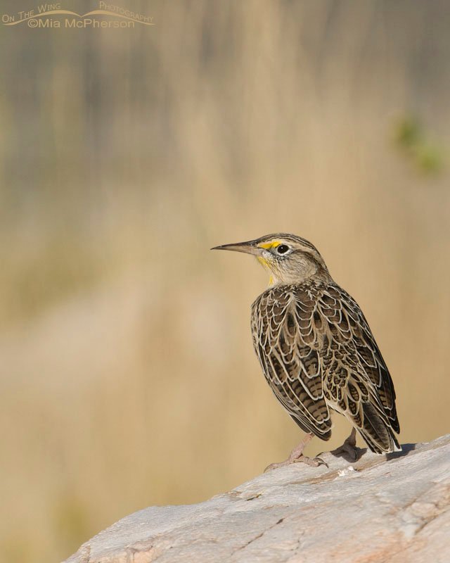 Western Meadowlark perched on a rock near White Rock Bay on Antelope Island State Park, Utah