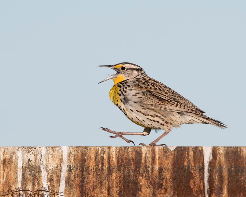Western Meadowlark calling while walking on a rusty sign, Antelope Island State Park, Davis County, Utah