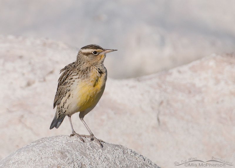 Western Meadowlark on a salt-encrusted boulder, Antelope Island State Park, Davis County, Utah