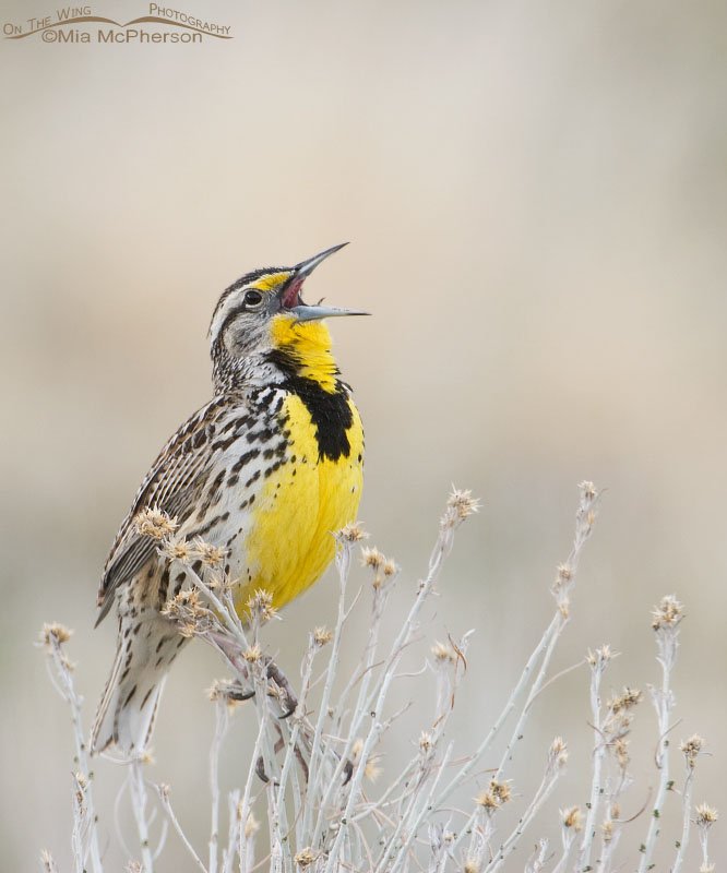 Singing adult Western Meadowlark, Antelope Island State Park, Davis County, Utah