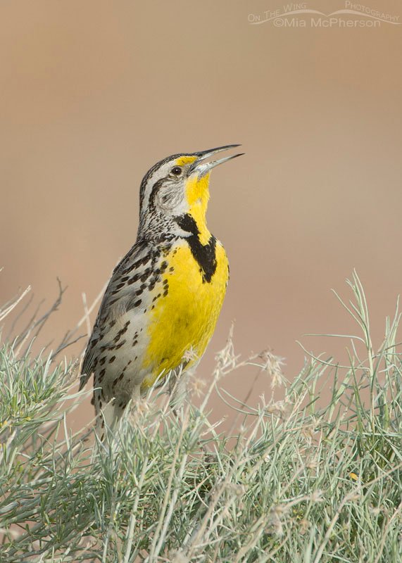 Western Meadowlark with open beak, Antelope Island State Park, Davis County, Utah