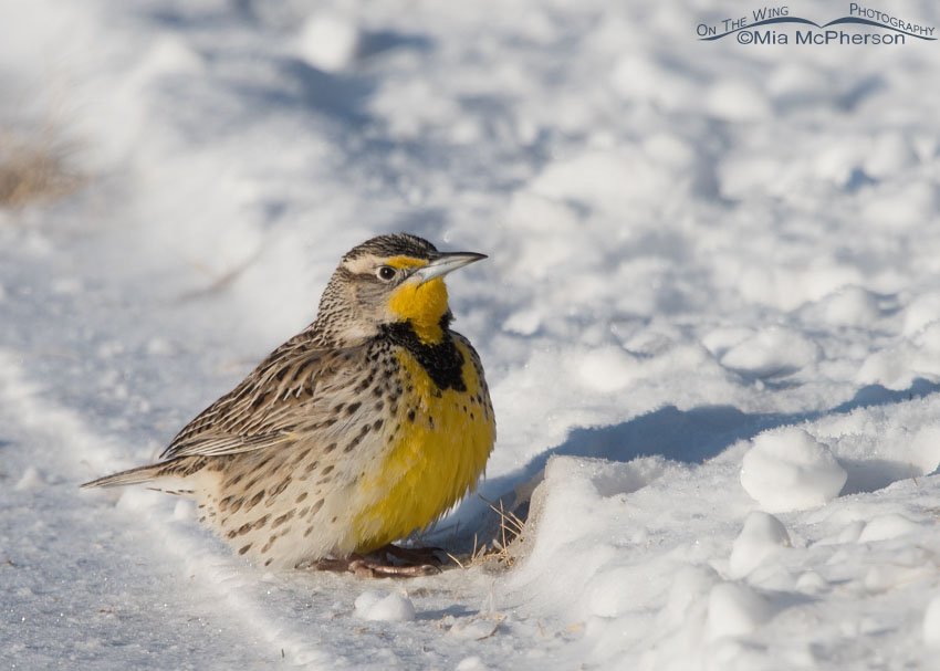 Western Meadowlark fluffed up from the cold in the snow on Antelope Island State Park, Davis County, Utah