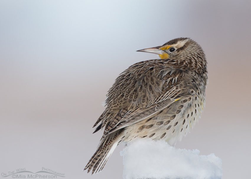 Winter time portrait of a Western Meadowlark perched on a snow-covered post, Farmington Bay WMA, Davis County, Utah
