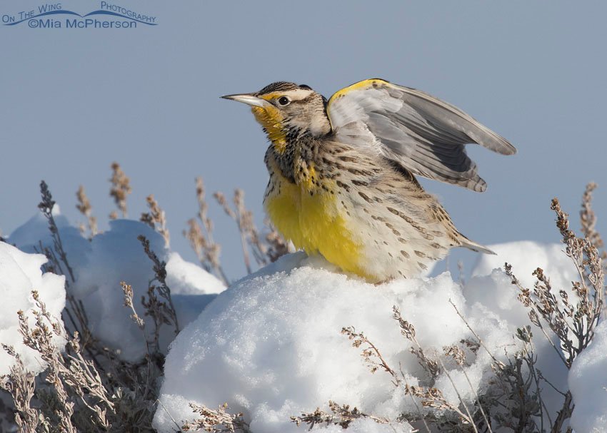 Western Meadowlark Images
