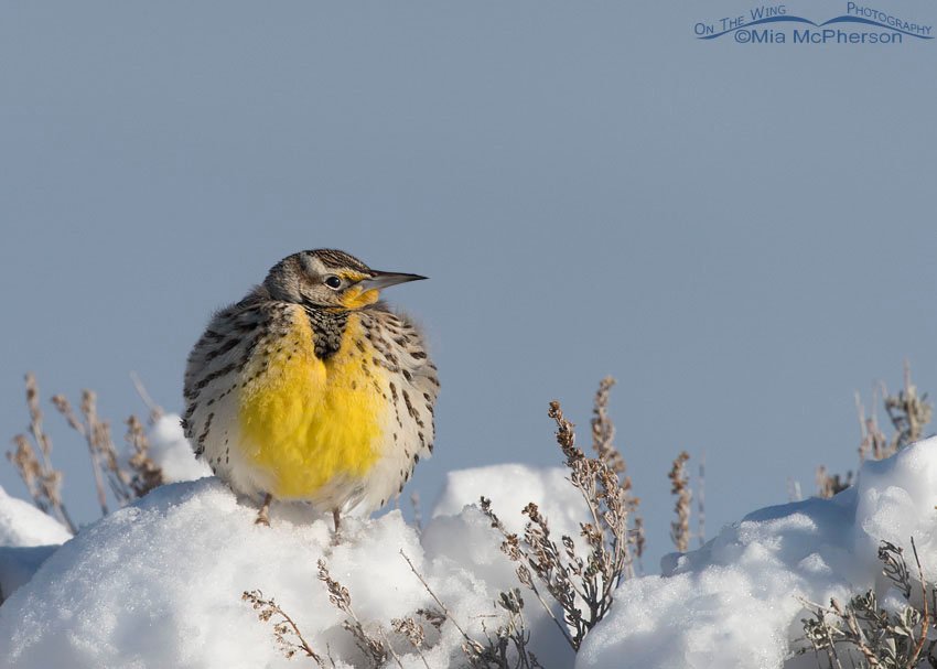 Western Meadowlark on snow-covered sagebrush at the White Rock Bay area of Antelope Island State Park, Davis County, Utah