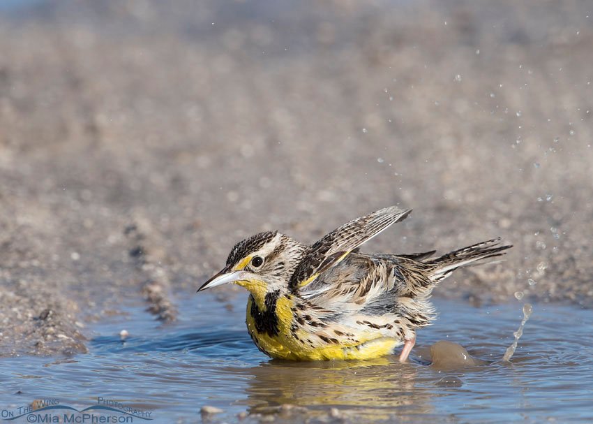 Western Meadowlark enjoying a bath, Antelope Island State Park, Davis County, Utah