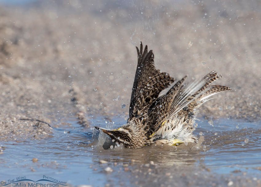 Western Meadowlark digging its bath, Antelope Island State Park, Davis County, Utah