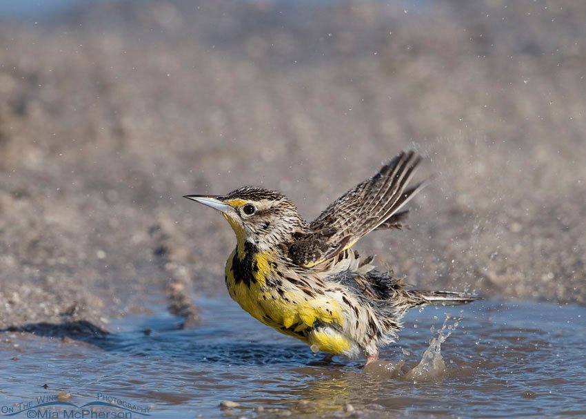 Western Meadowlark in a puddle created by April showers on Antelope Island State Park, Davis County, Utah