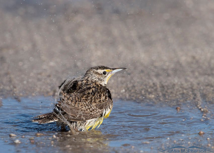 Western Meadowlark flinging water off with its wings, Antelope Island State Park, Davis County, Utah