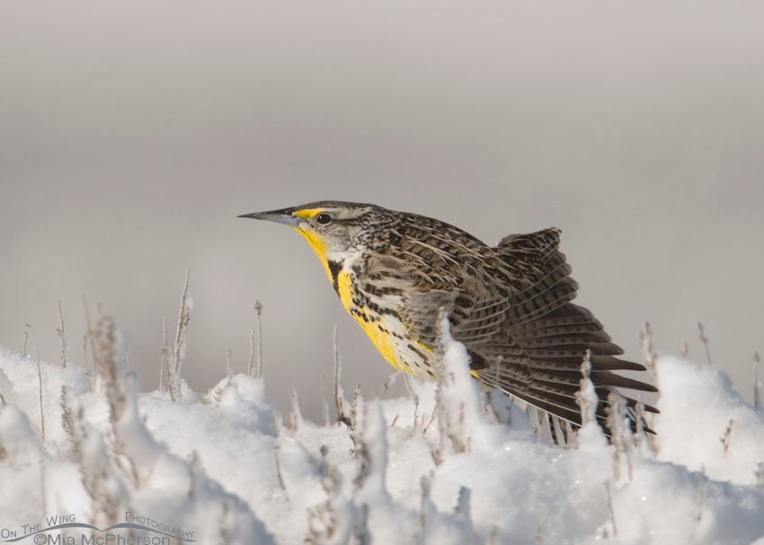Western Meadowlark stretching on a snow covered perch on Antelope Island State Park in northern Utah