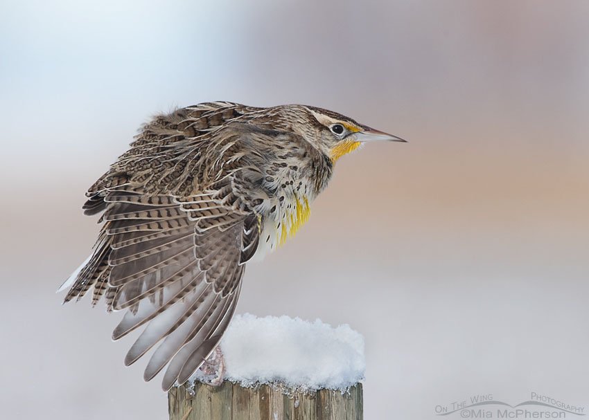 Stretching Western Meadowlark, Farmington Bay WMA, Davis County, Utah