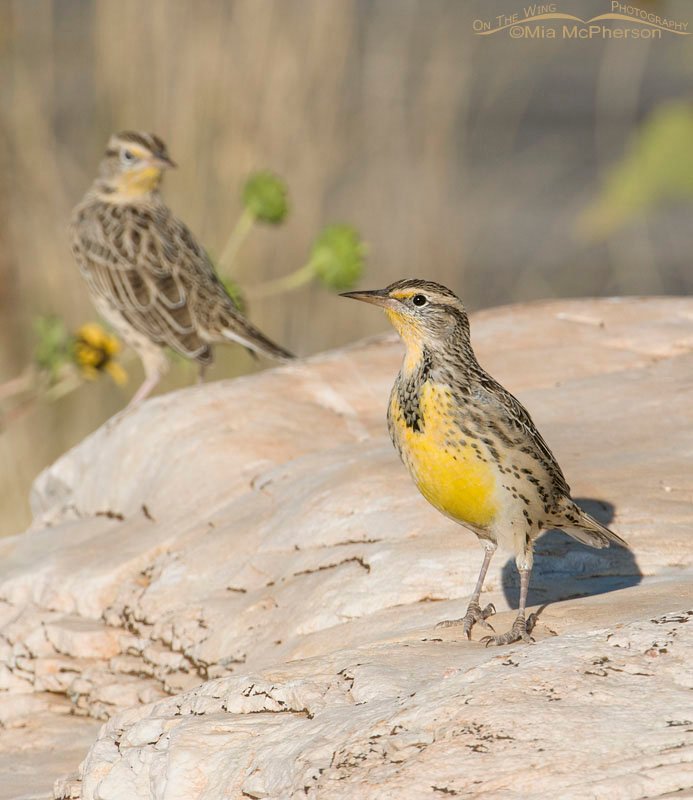 Pair of Western Meadowlarks near White Rock Bay on Antelope Island State Park in Davis County, Utah