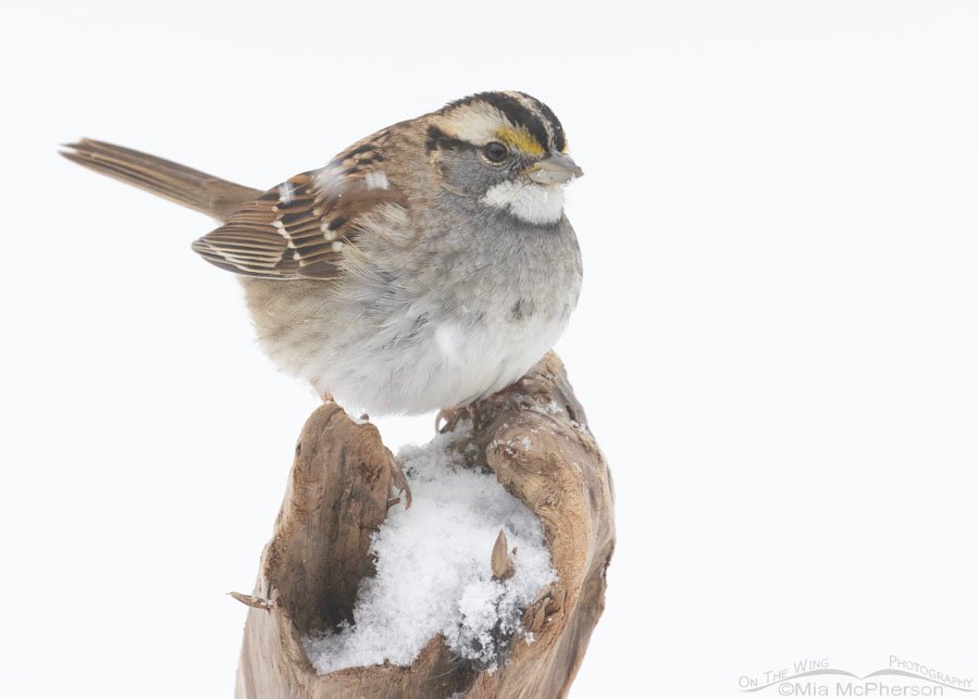 White-throated Sparrow on a snowy day, Sebastian County, Arkansas