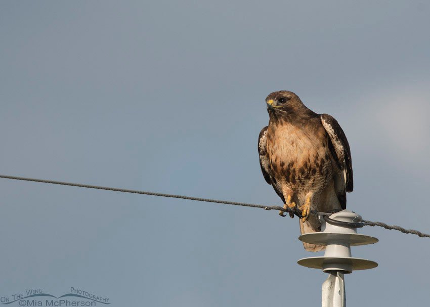 Red-tailed Hawk balancing on a wire, Centennial Valley, Beaverhead County, Montana