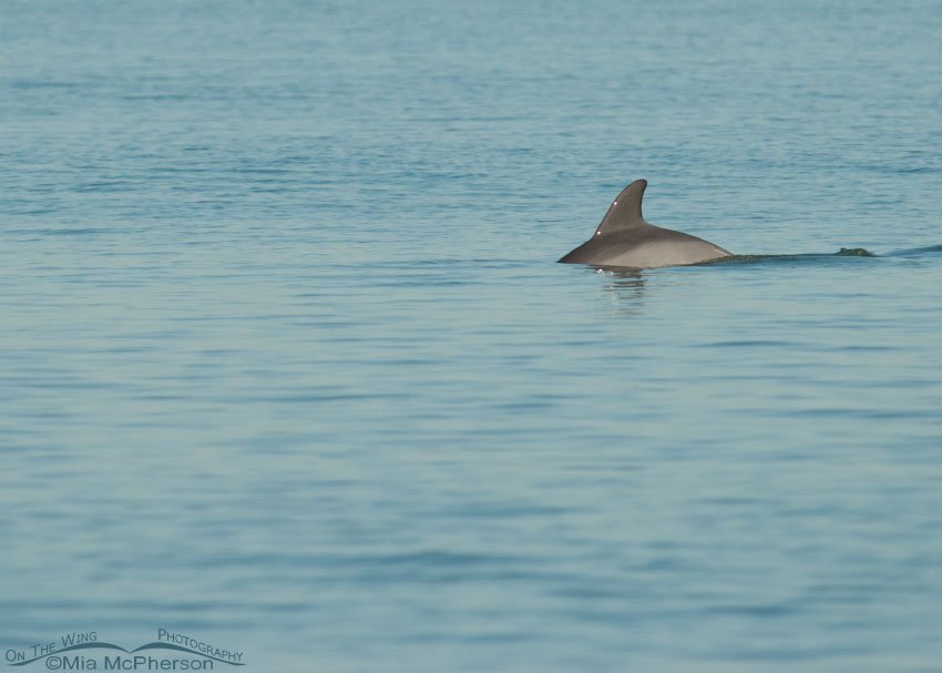 Bottlenose Dolphin in the Gulf of Mexico, Fort De Soto County Park, Pinellas County, Florida