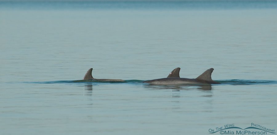 Tri pod of Bottlenose Dolphins, Fort De Soto County Park, Pinellas County, Florida