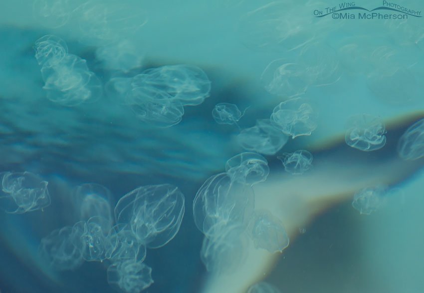 Comb Jellies - Maybe Sea Walnut jellies?, Half Moon Cay, Bahamas