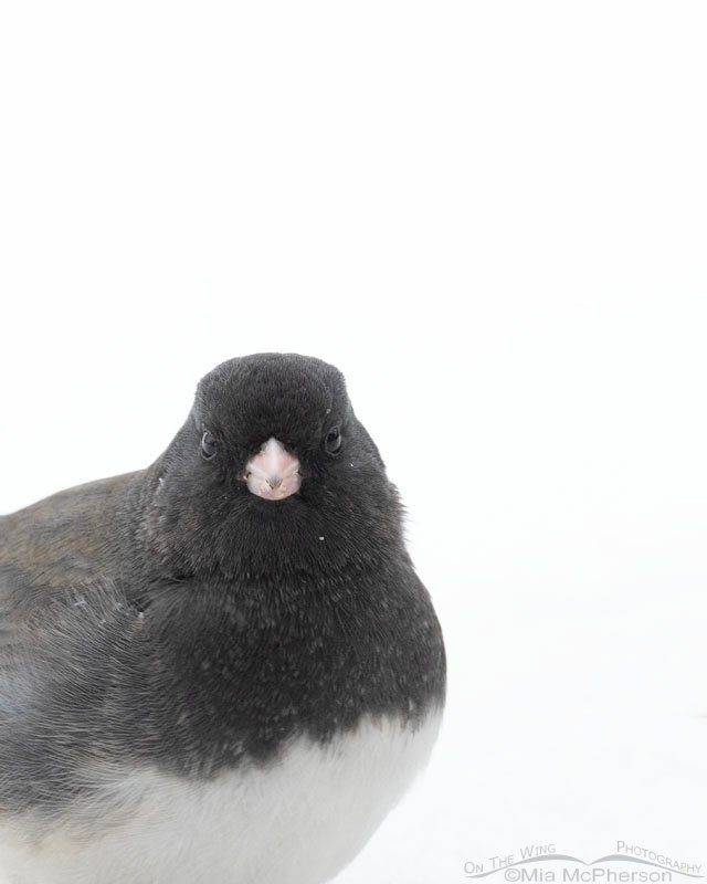 Low light Dark-eyed Junco portrait in a snowstorm, Sequoyah County, Oklahoma