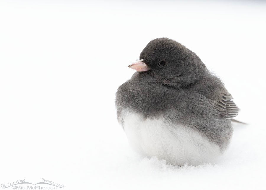 Snowy Dark-eyed Junco close up, Sequoyah County, Oklahoma