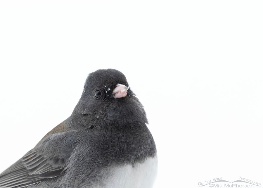 Snowy Slate-colored Dark-eyed Junco male portrait, Sequoyah County, Oklahoma
