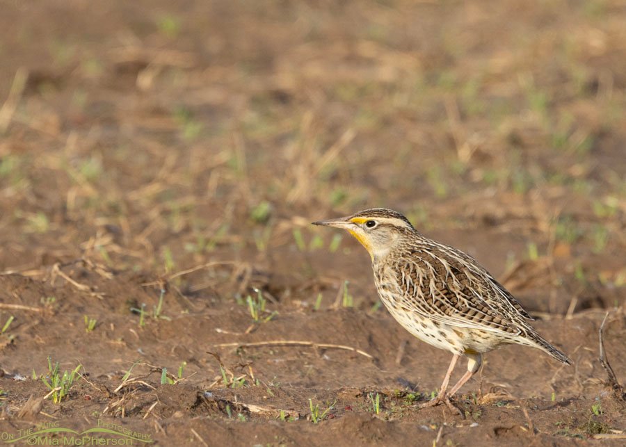 Eastern Meadowlark foraging in a field, Sequoyah National Wildlife Refuge, Oklahoma