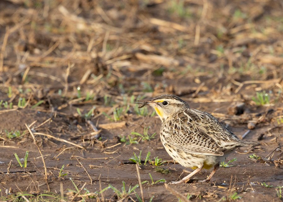 Eastern Meadowlark with prey in a field, Sequoyah National Wildlife Refuge, Oklahoma
