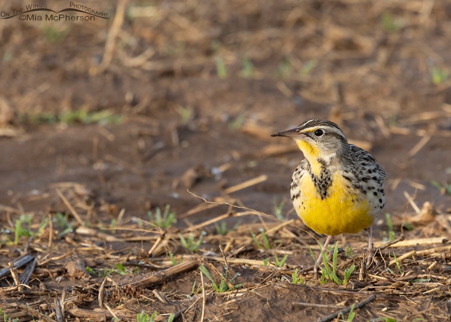Eastern Meadowlark Images