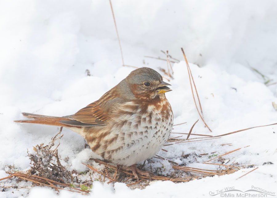 Low light Fox Sparrow in snow, Sebastian County, Arkansas