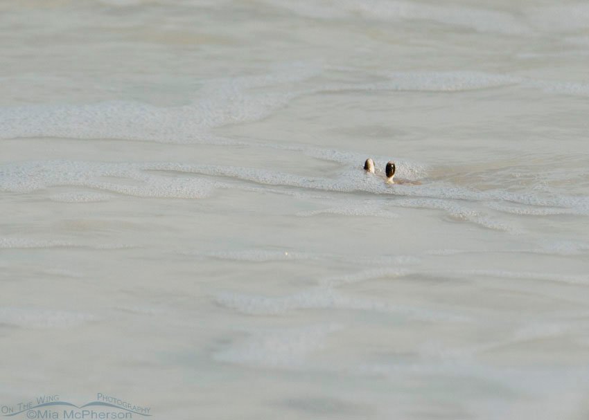 Atlantic Ghost Crab eyestalks above the water of the Gulf of Mexico, Florida