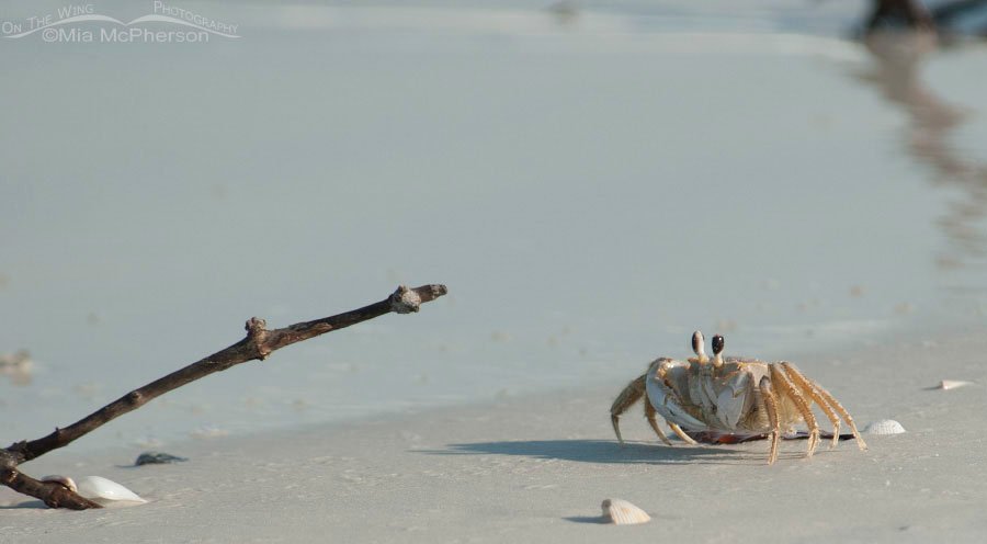 Atlantic Ghost Crab at the water's edge, Fort De Soto County Park, Pinellas County, Florida