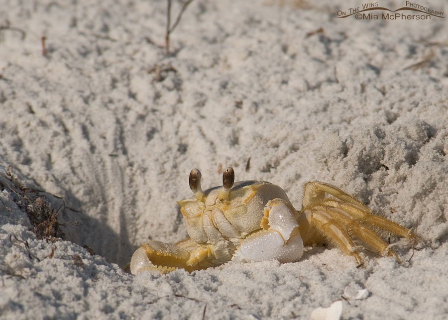 Ghost Crab in burrow at Honeymoon Island State Park, Pinellas County, Florida