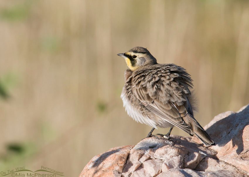 Fluffed up male Horned Lark on Antelope Island State Park, Davis County, Utah