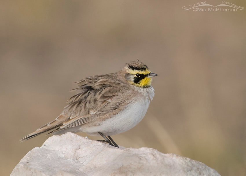 Male Horned Lark fluffed up from the cold on Antelope Island State Park, Davis County, Utah