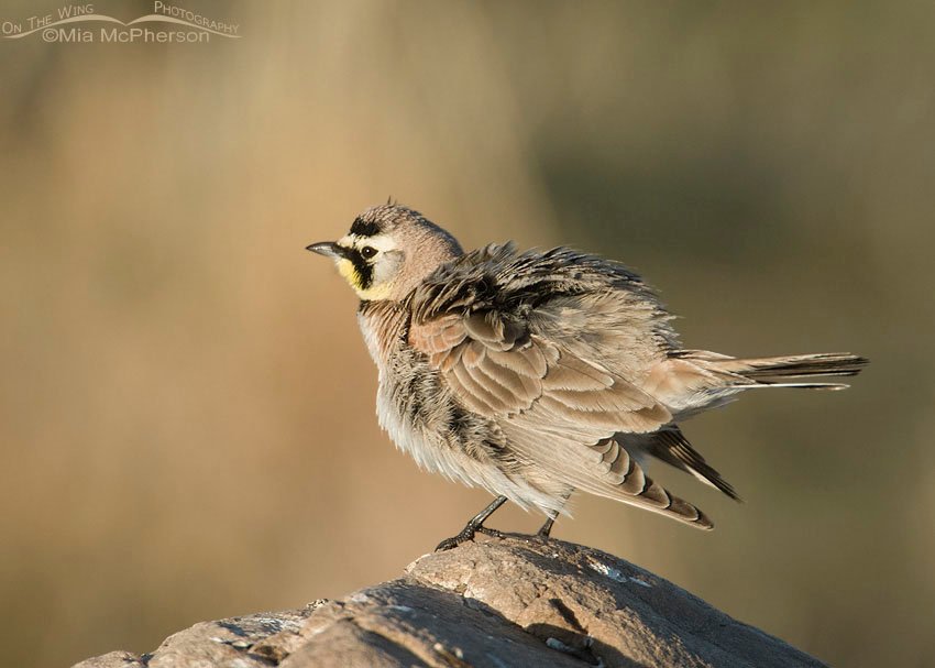 Male Horned Lark shaking his feathers on Antelope Island State Park, Davis County, Utah