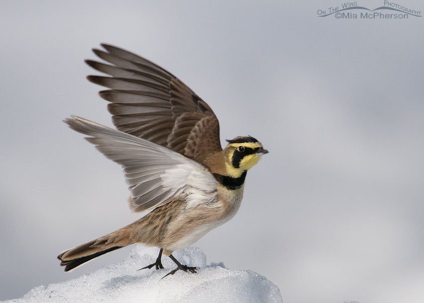 Horned Lark and a broken heart, Antelope Island State Park, Davis County, Utah