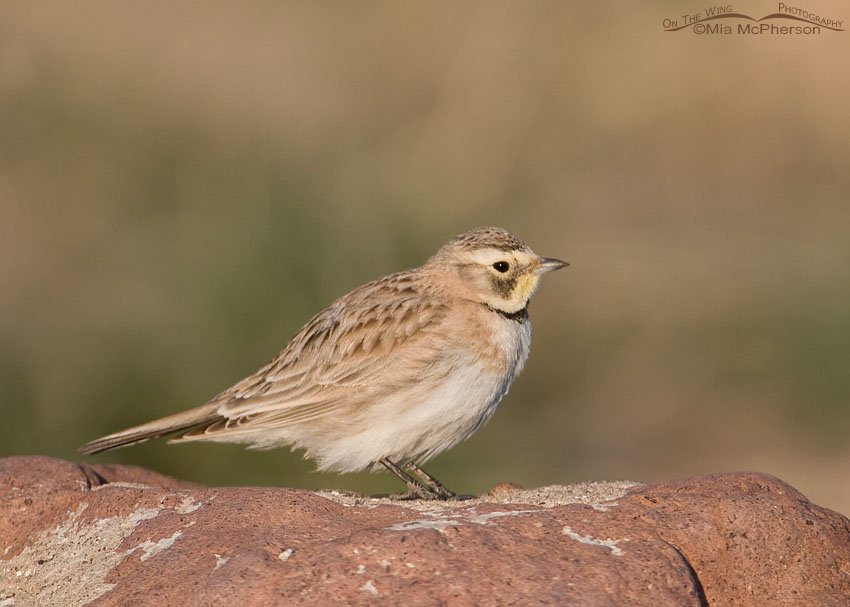 Female Horned Lark on the slopes of the Stansbury Mountains in the West Desert of Utah