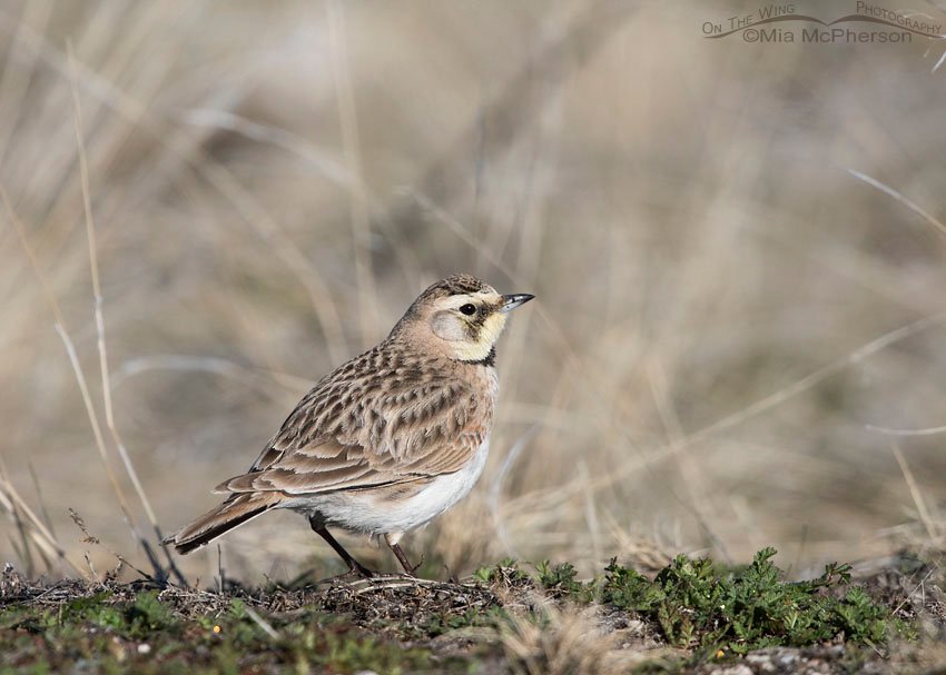 Female Horned Lark on a small knoll, Antelope Island State Park, Davis County, Utah