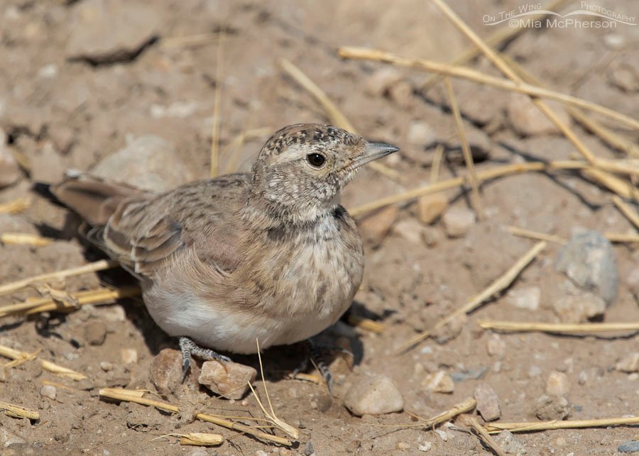 Juvenile Horned Lark from a late brood, West Desert, Tooele County, Utah