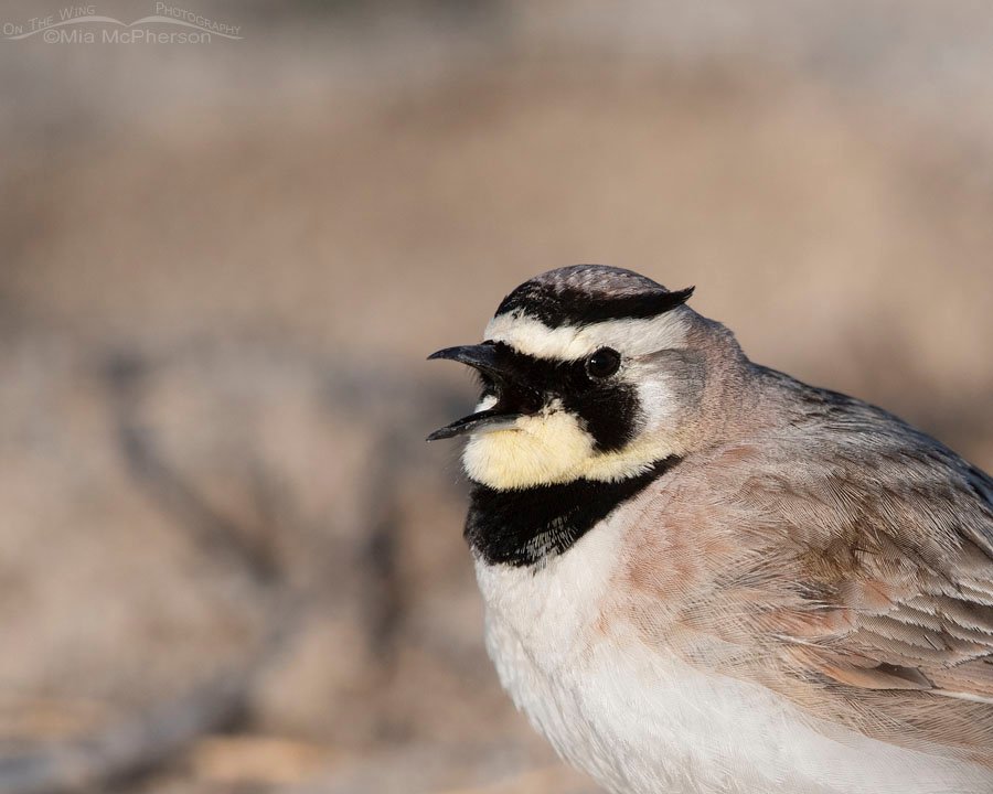Singing male Horned Lark close up, Antelope Island State Park, Davis County, Utah
