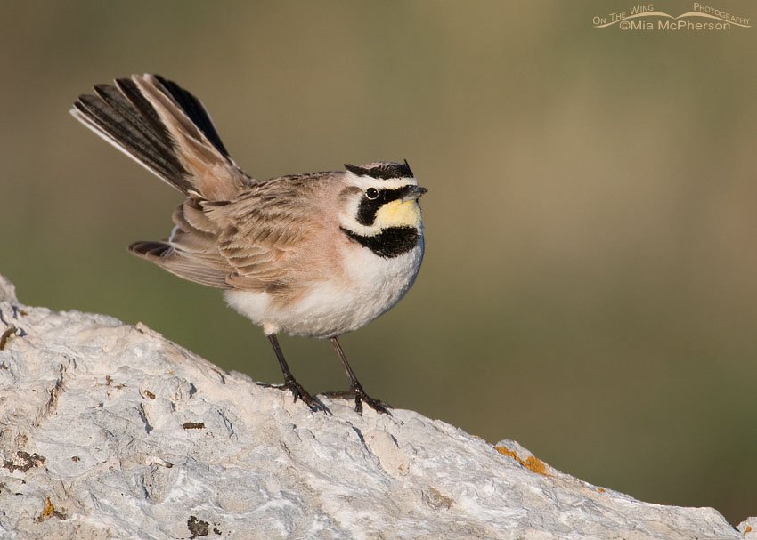 Male Horned Lark displaying on a rock in the West Desert, Tooele County, Utah
