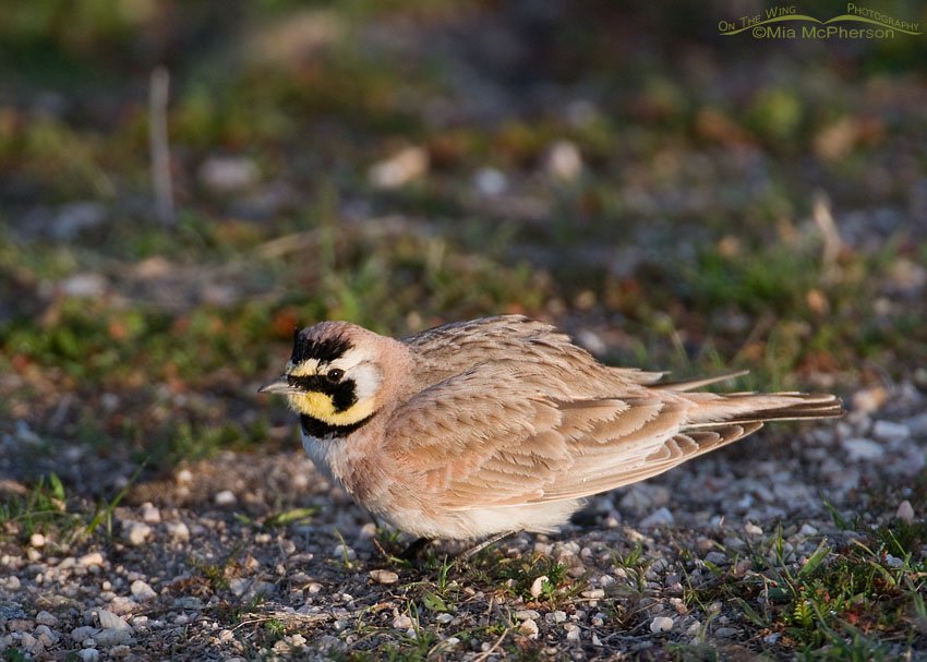 Horned Lark fluffing in early morning light, Antelope Island State Park, Davis County, Utah