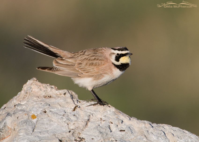 Male Horned Lark near the Stansbury Mountains, Tooele County, Utah