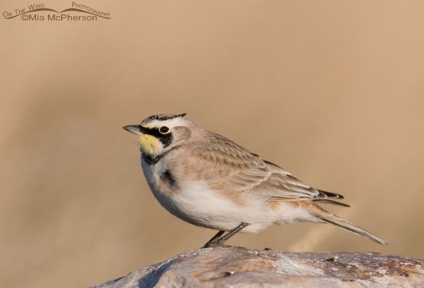 Horned Lark male on a breezy day in the West Desert, Tooele County, Utah