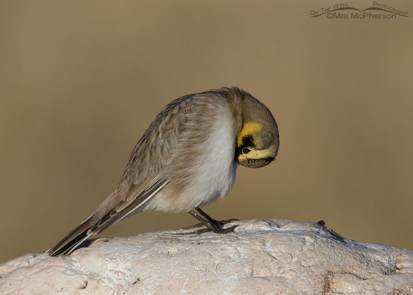 Peekaboo preening male Horned Lark, Antelope Island State Park, Davis County, Utah