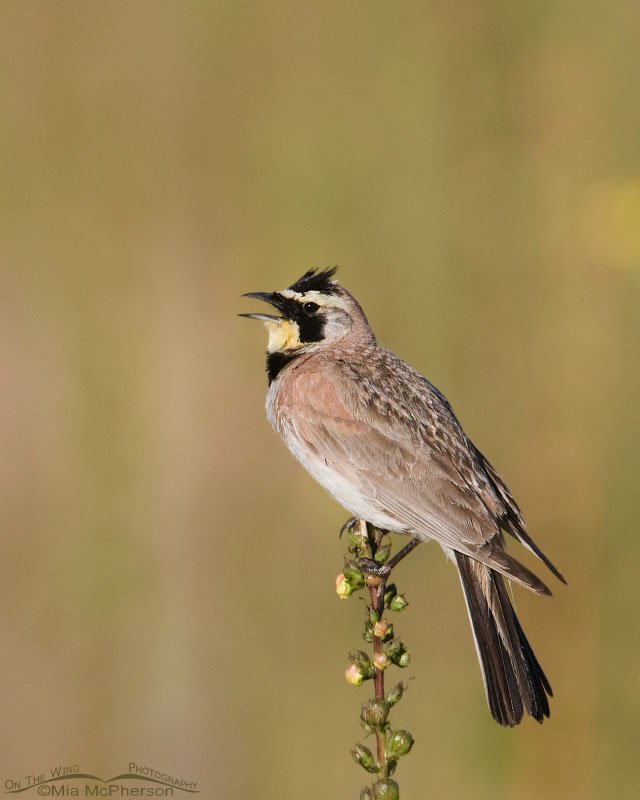 Male Horned Lark singing on a Moth Mullein stem, Antelope Island State Park, Utah